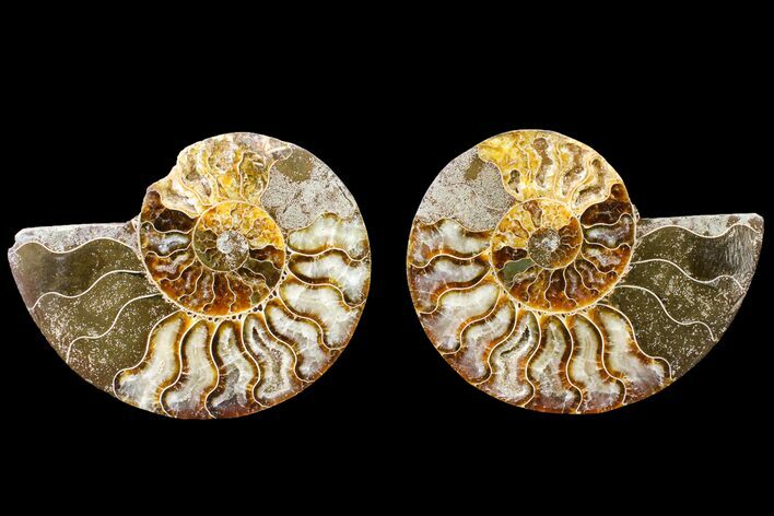 Agate Replaced Ammonite Fossil - Madagascar #150926